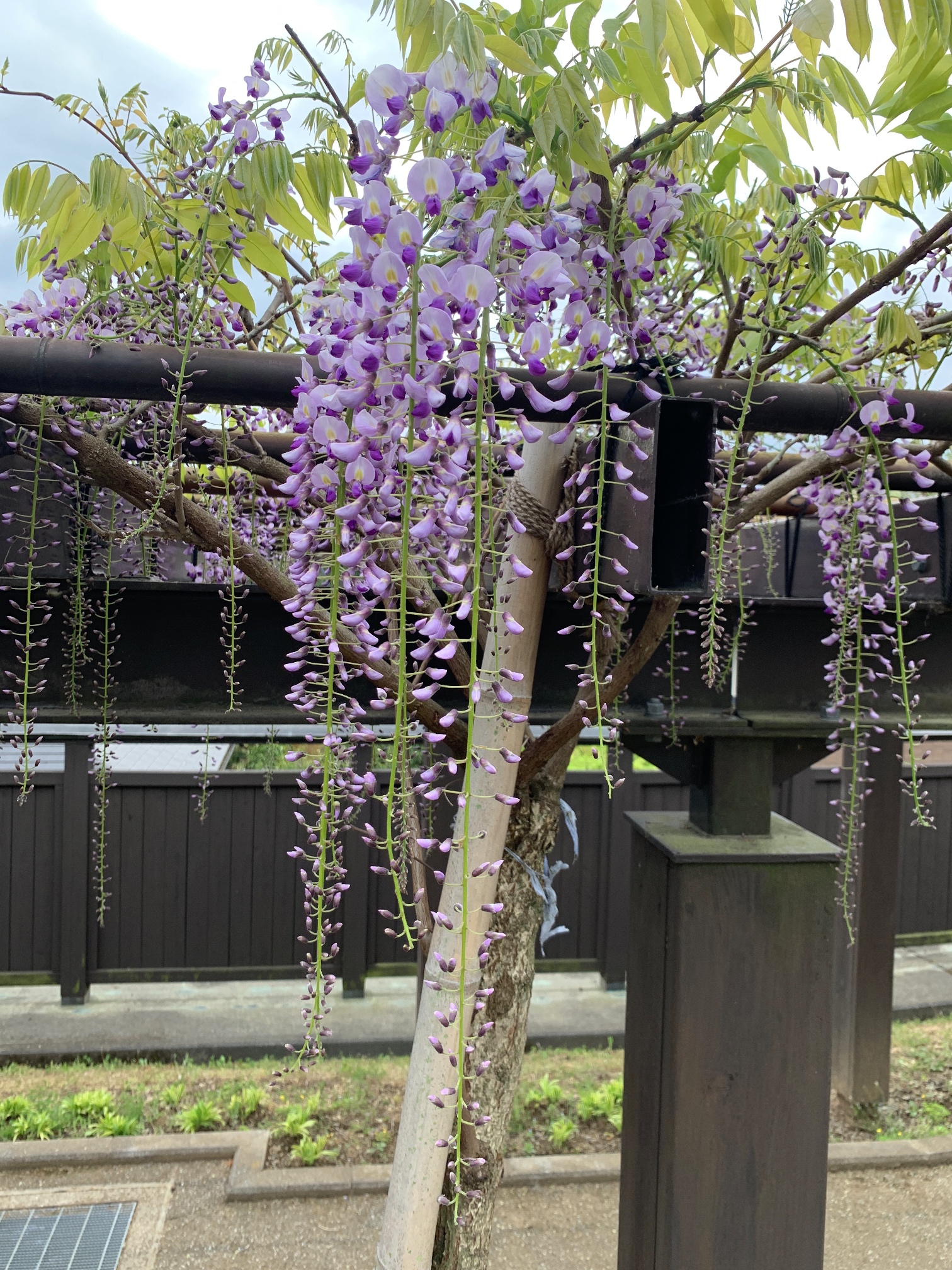 年を重ねて（津久井湖城山公園・パークセンター）