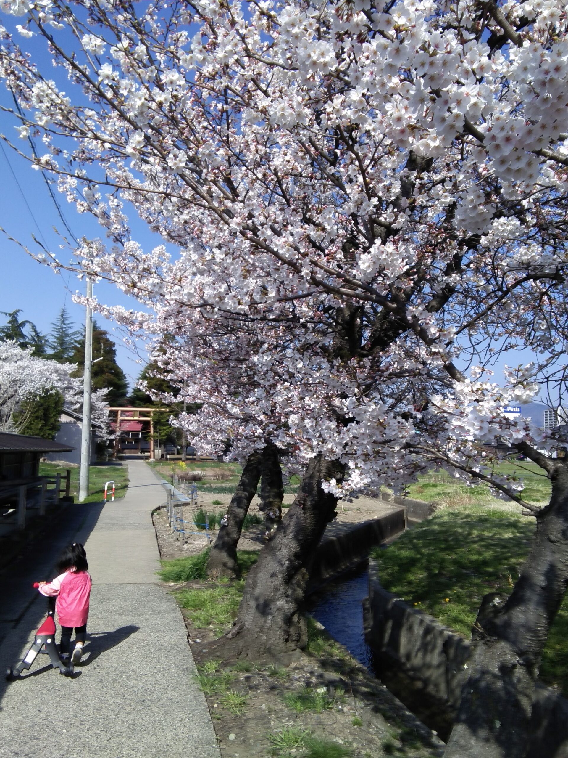 長野の桜