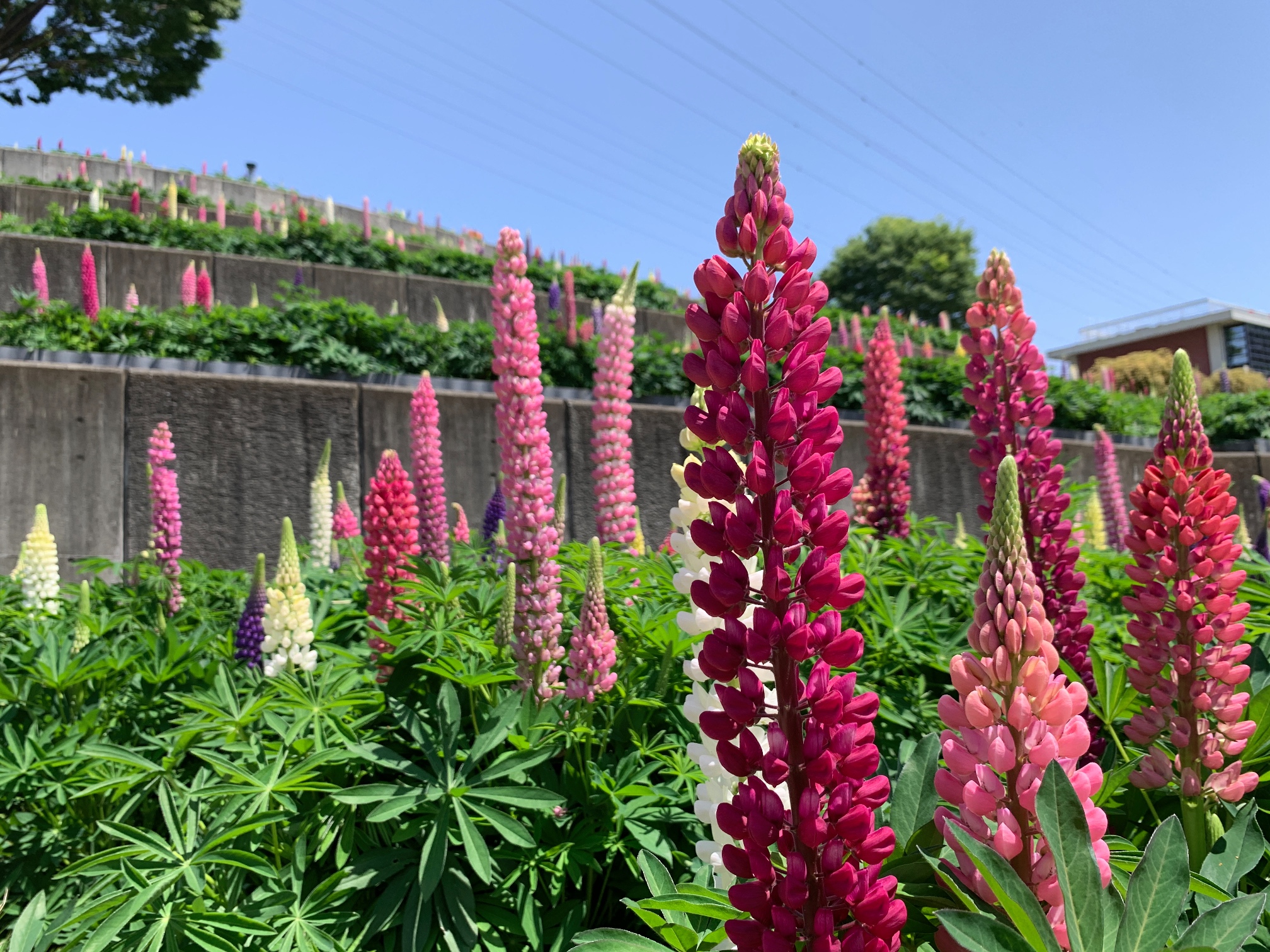 津久井湖のルピナス（津久井湖城山公園・水の苑地）