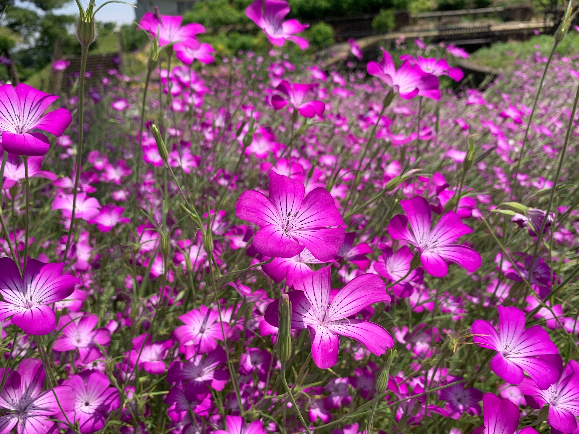 自然に飾られて（津久井湖城山公園・花の苑地）