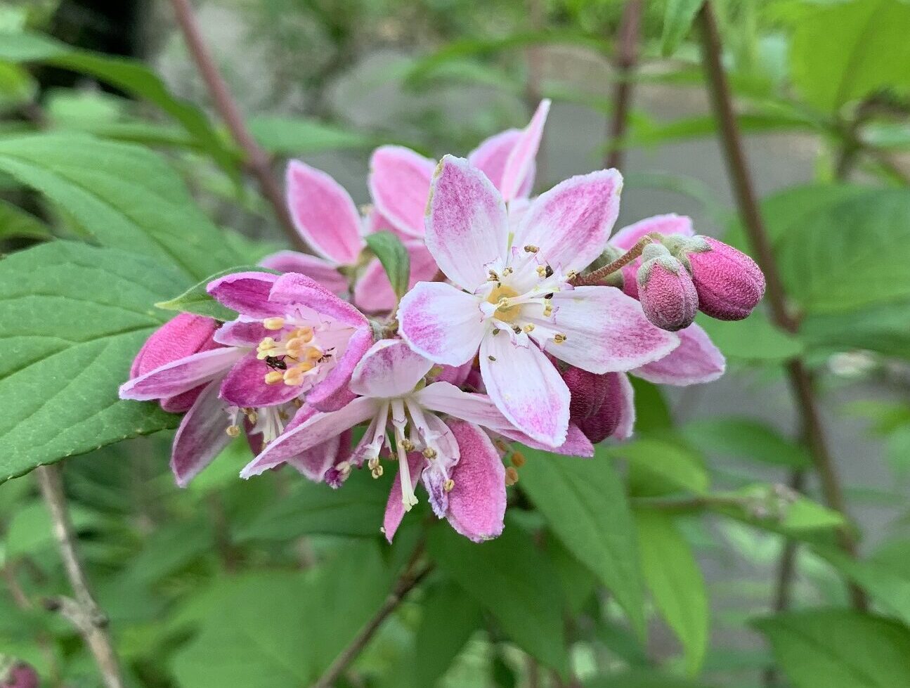 緑の日々（相模原北公園）