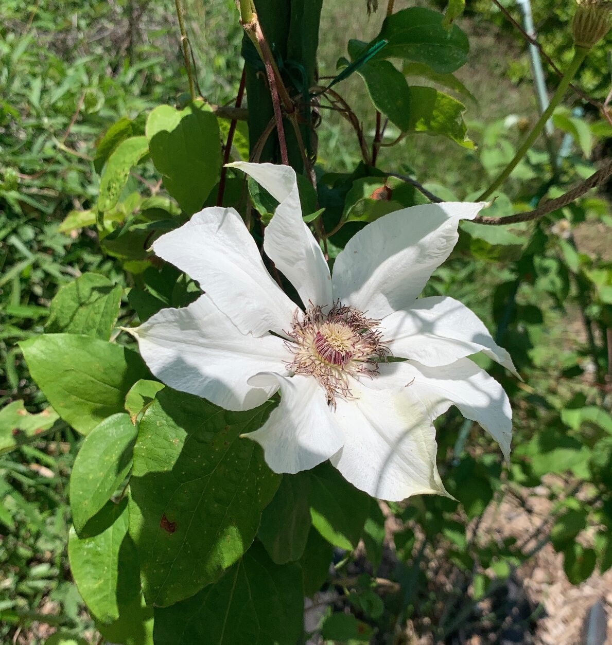 カザグルマの花（津久井湖城山公園・パークセンター）