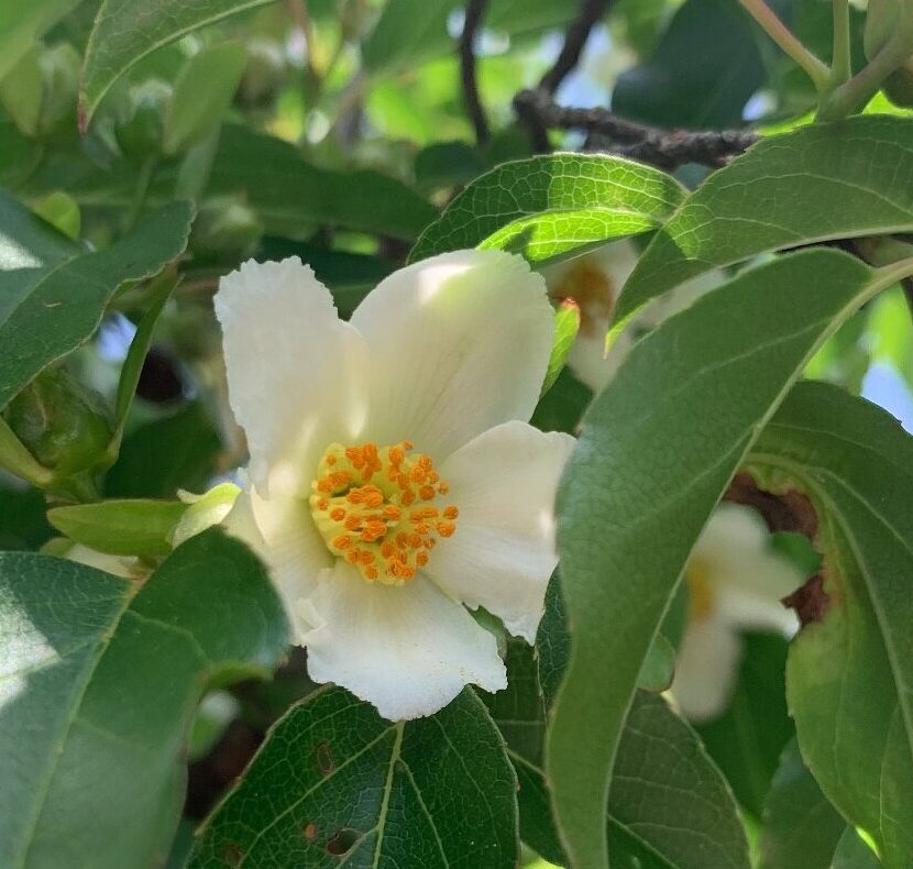 沙羅双樹の花の色