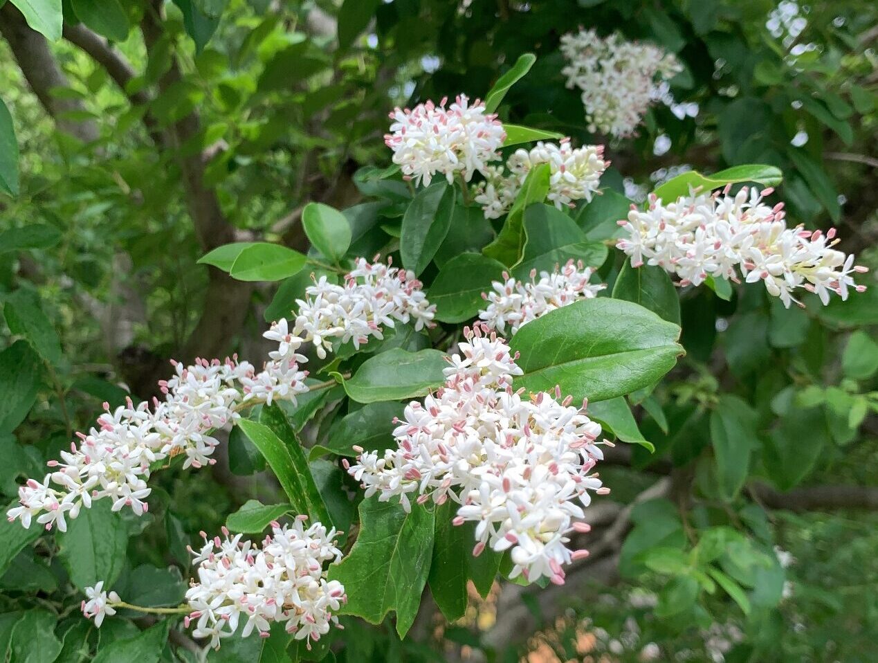 小満の節（相模原公園）