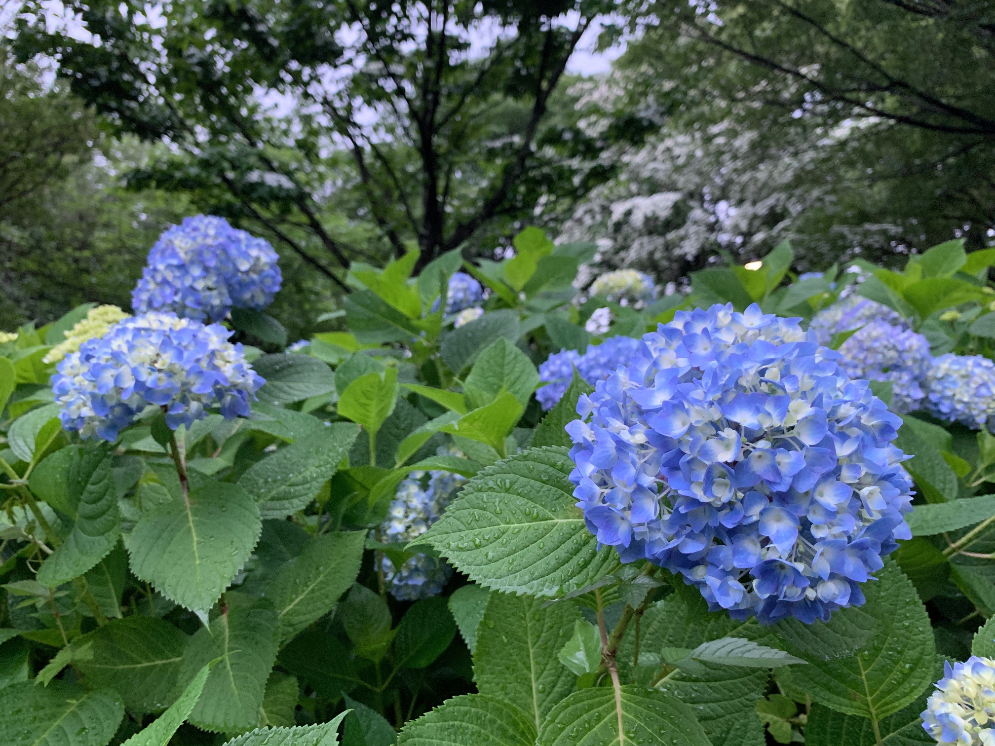 実況・菖蒲園／あじさい園・後編（相模原北公園）