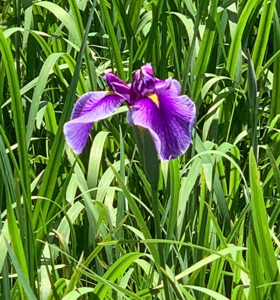 実況・菖蒲園／あじさい園・前編（相模原北公園）