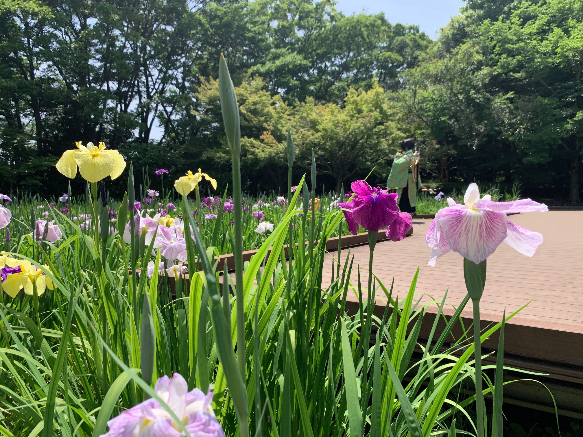 水無月園のハナショウブ（相模原公園）