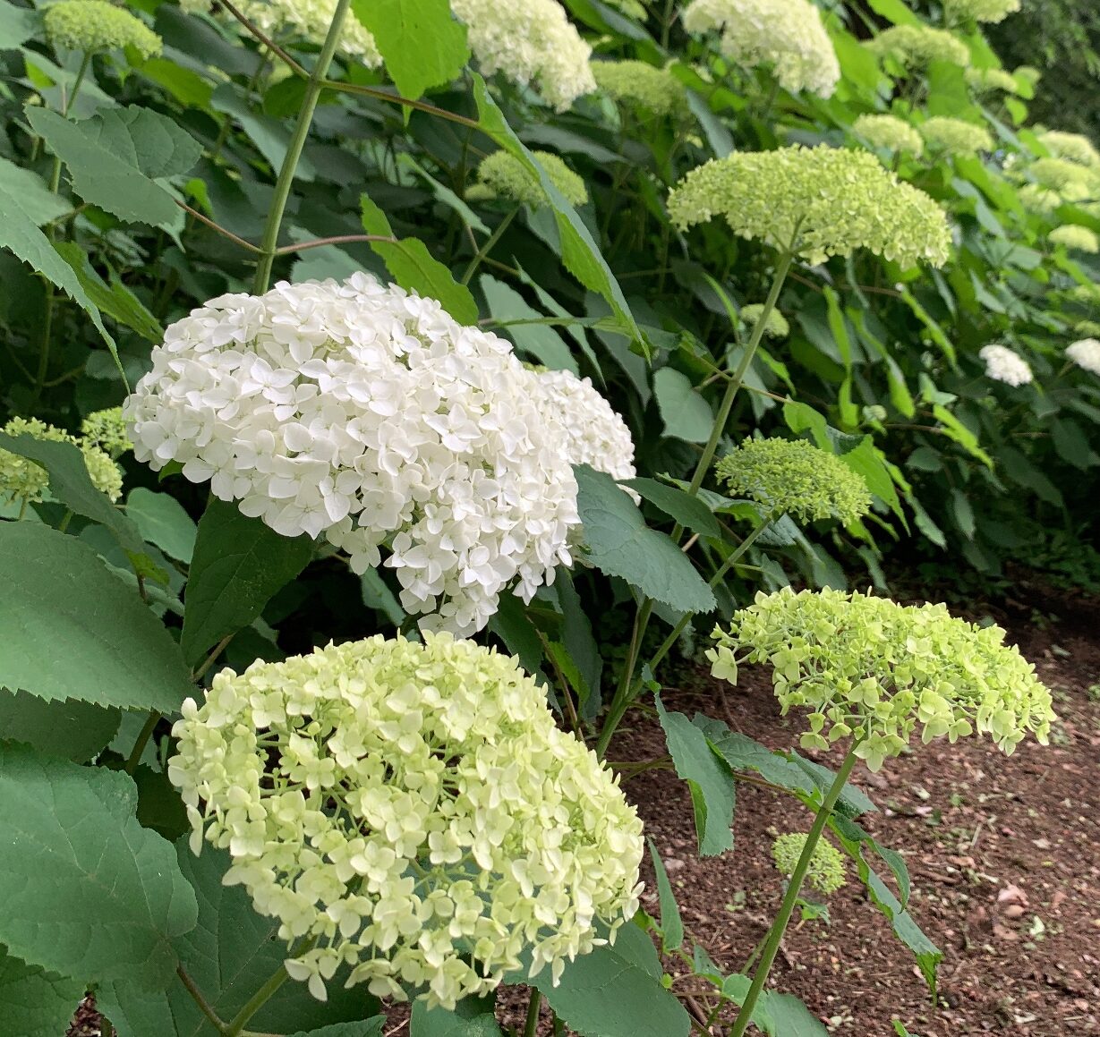 アジサイ園再訪①アナベル（相模原北公園）