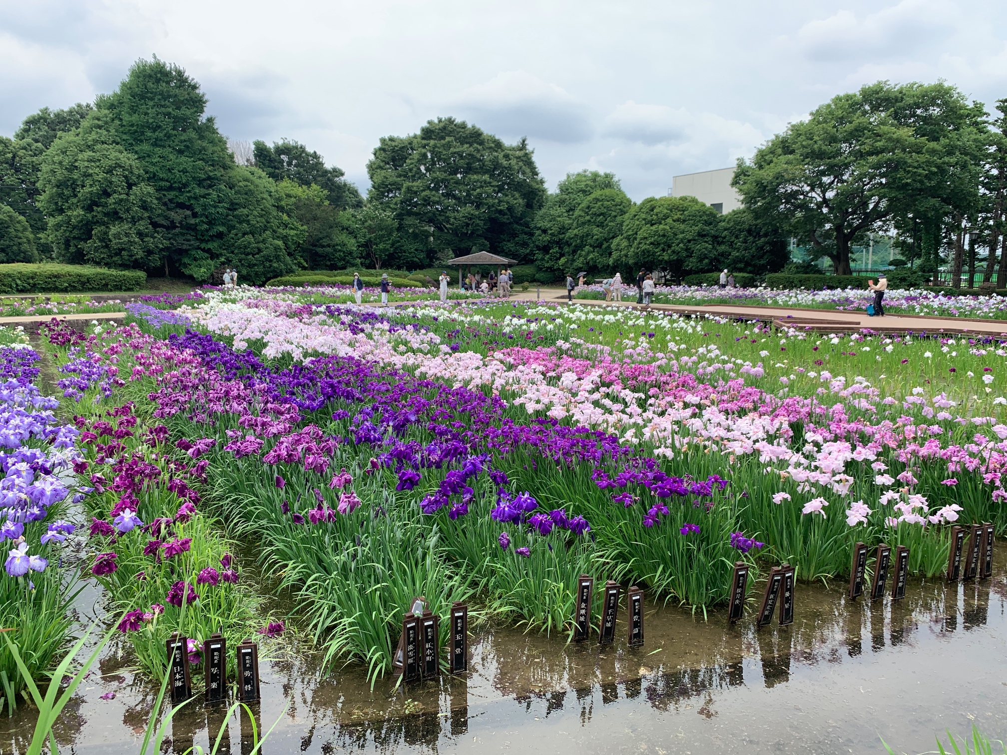 水無月園再訪（相模原公園内・水無月園）