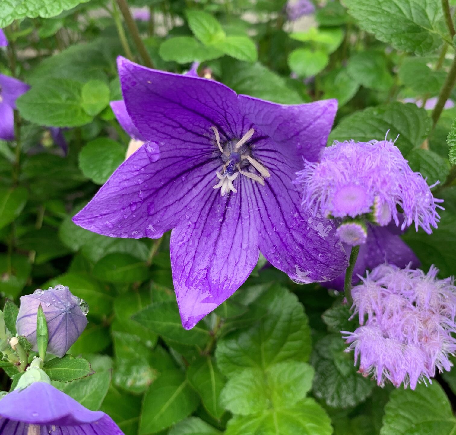 遣らずの雨（麻溝公園・相模原公園）