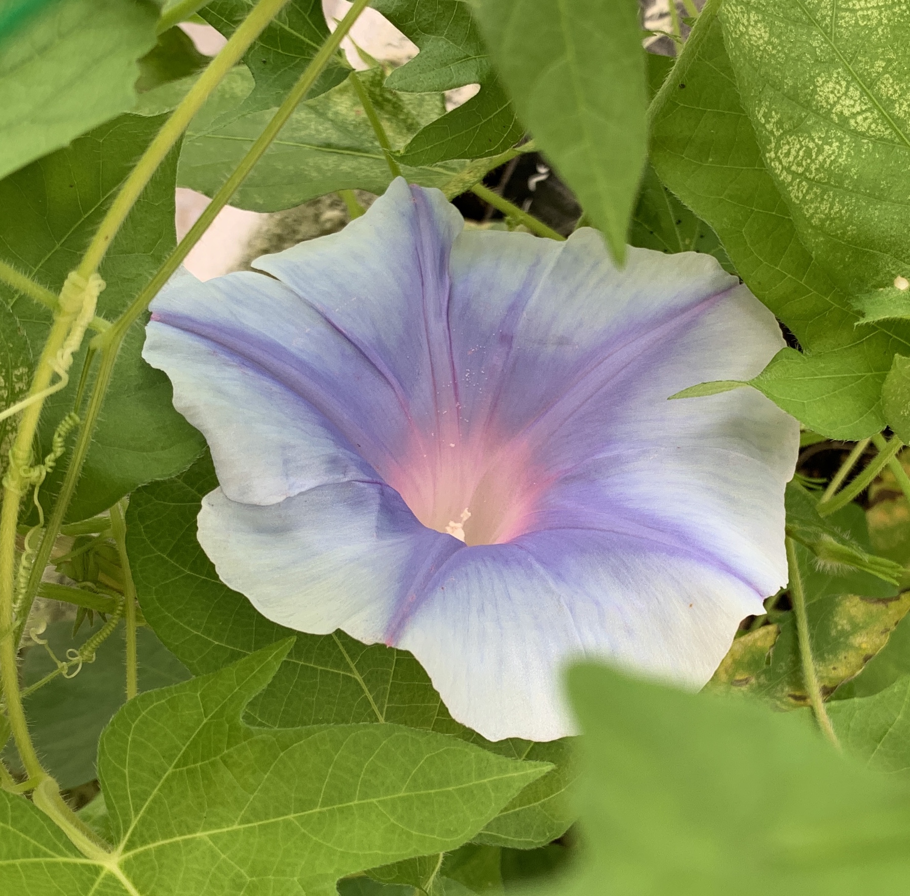 夏への備え