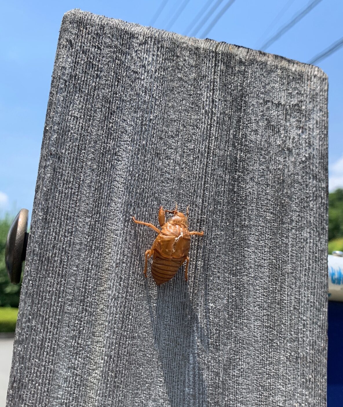 夏のぬけがら