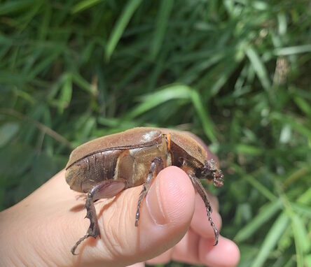 悲しき夏バテ