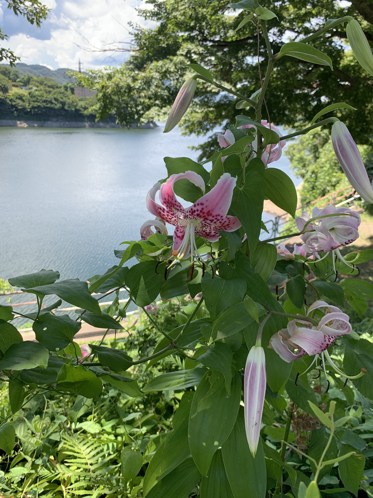 夏が洗い流したらまた