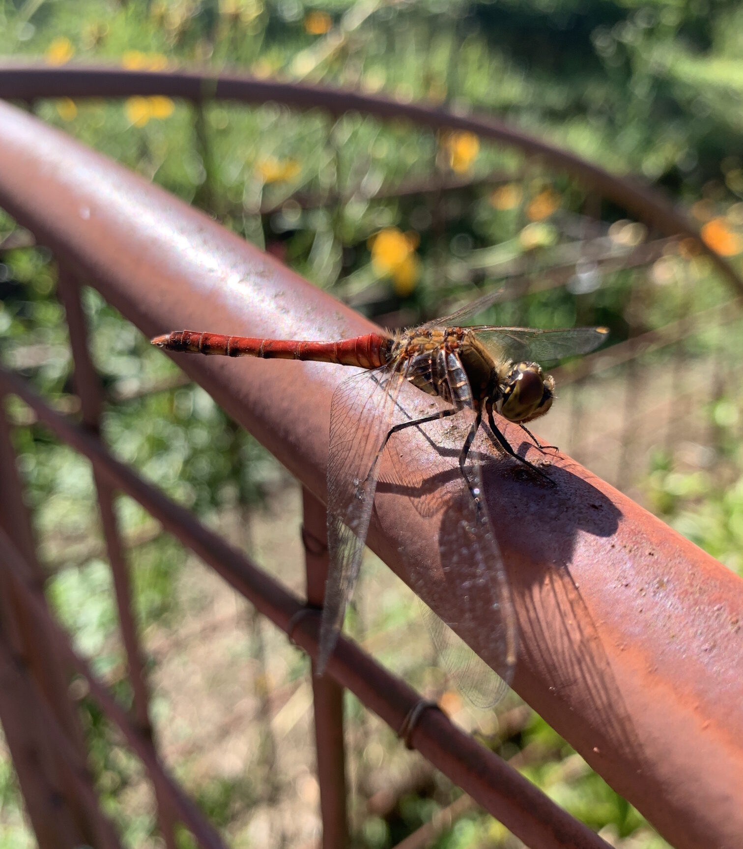 秋風に吹かれて②《麻溝公園編》