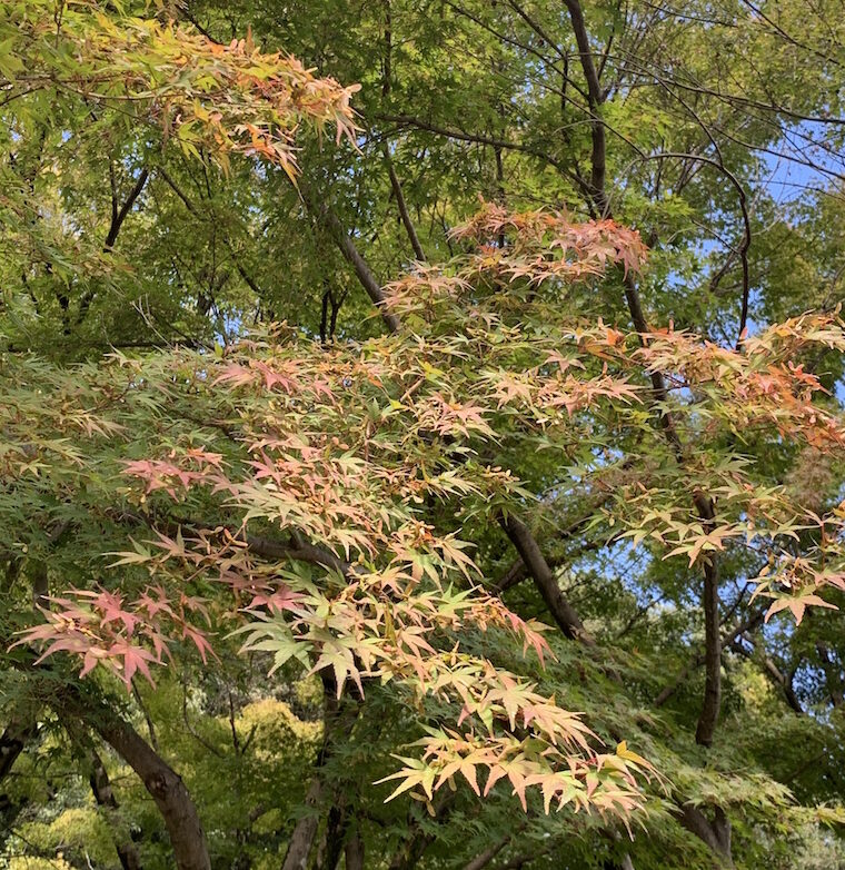 秋風に吹かれて④（番外編）