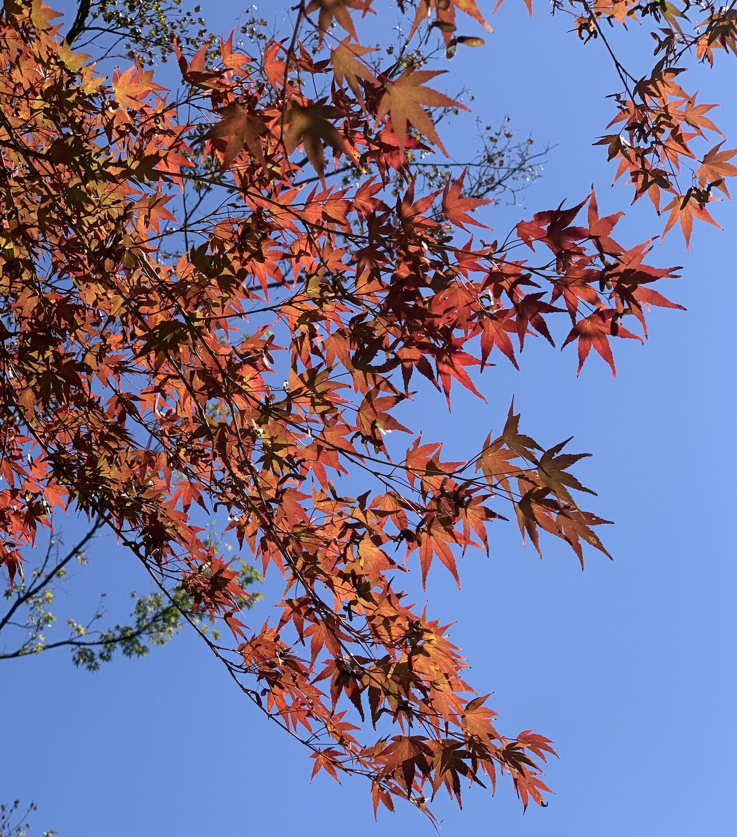 相模原紅葉最前線