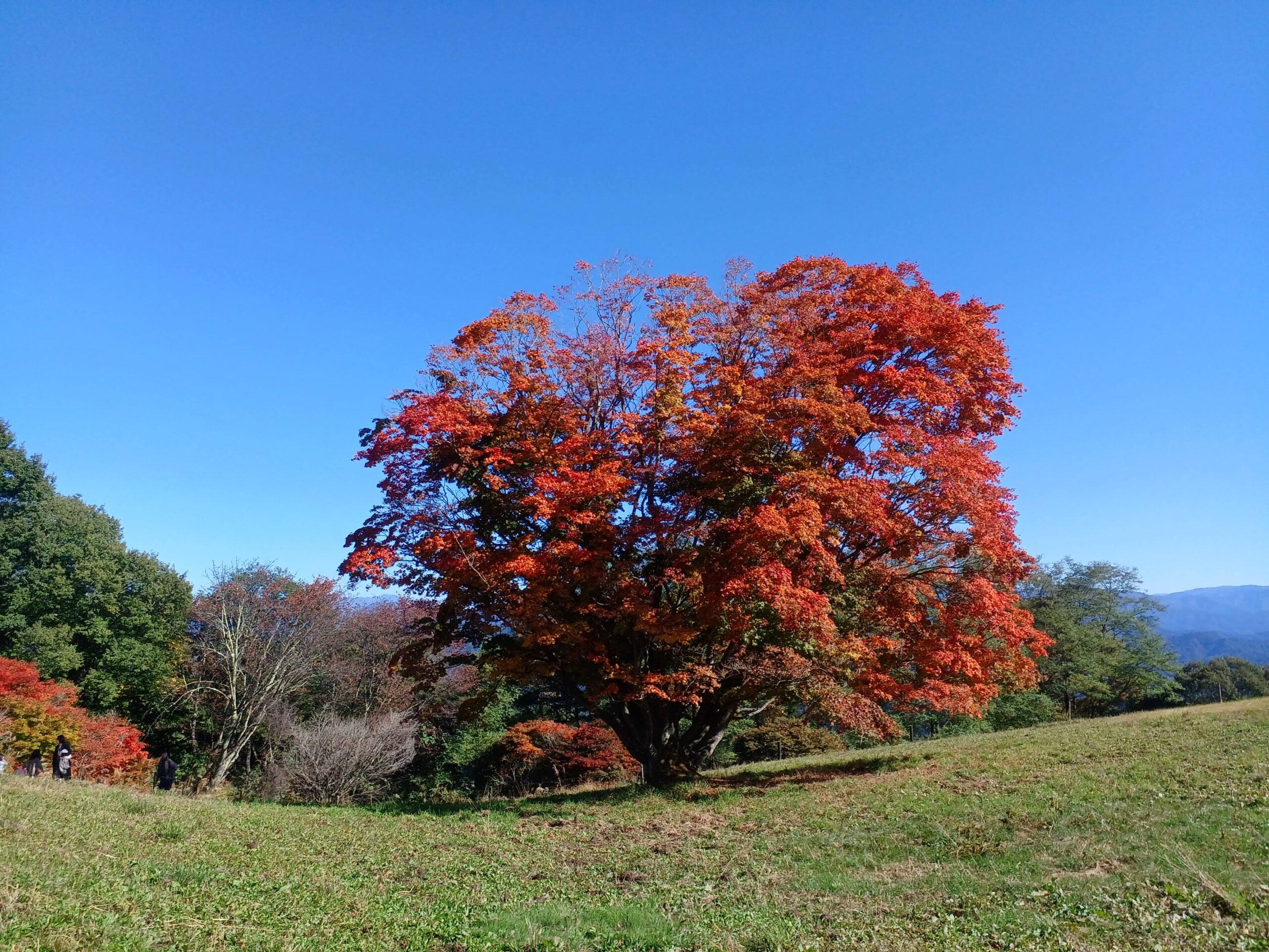 紅葉(発信が遅いですが、、、)