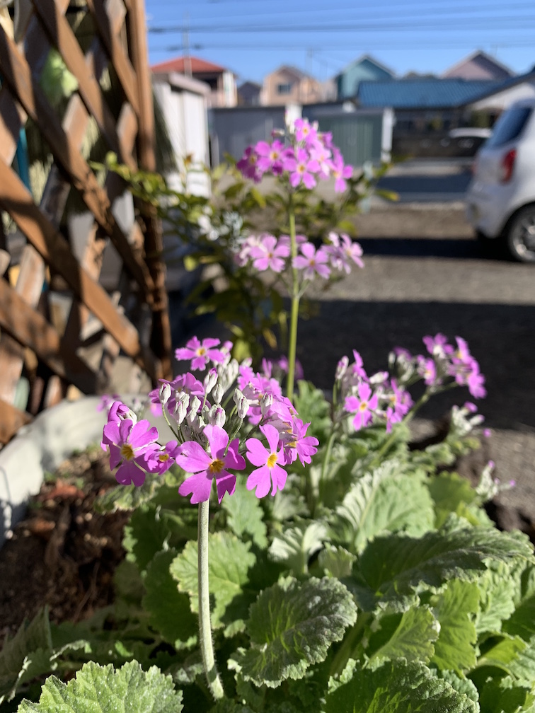 野の花