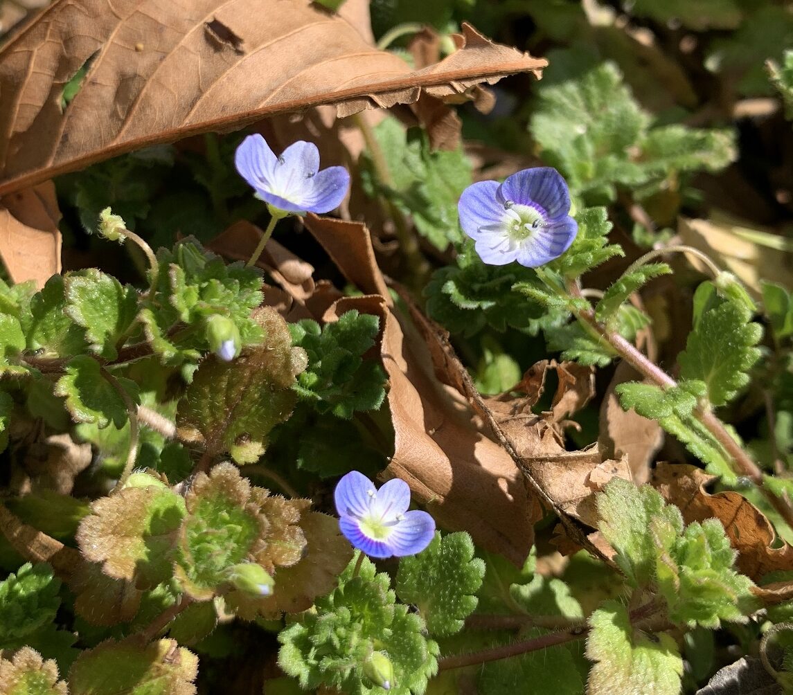 野に咲く花のように