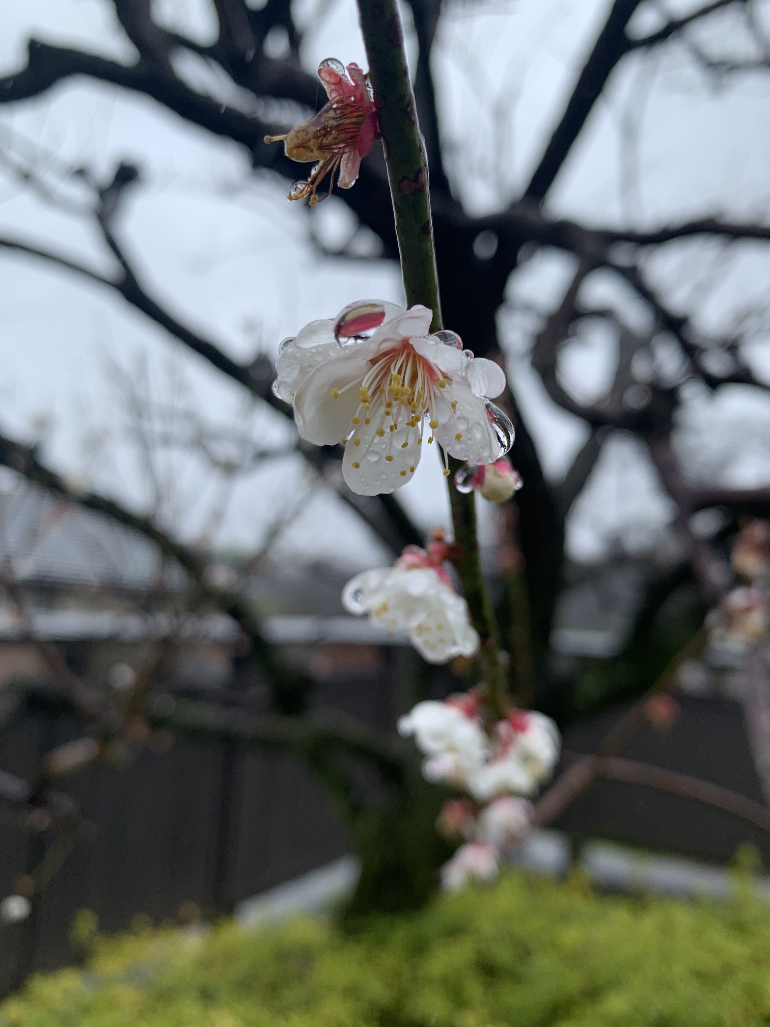 春雨