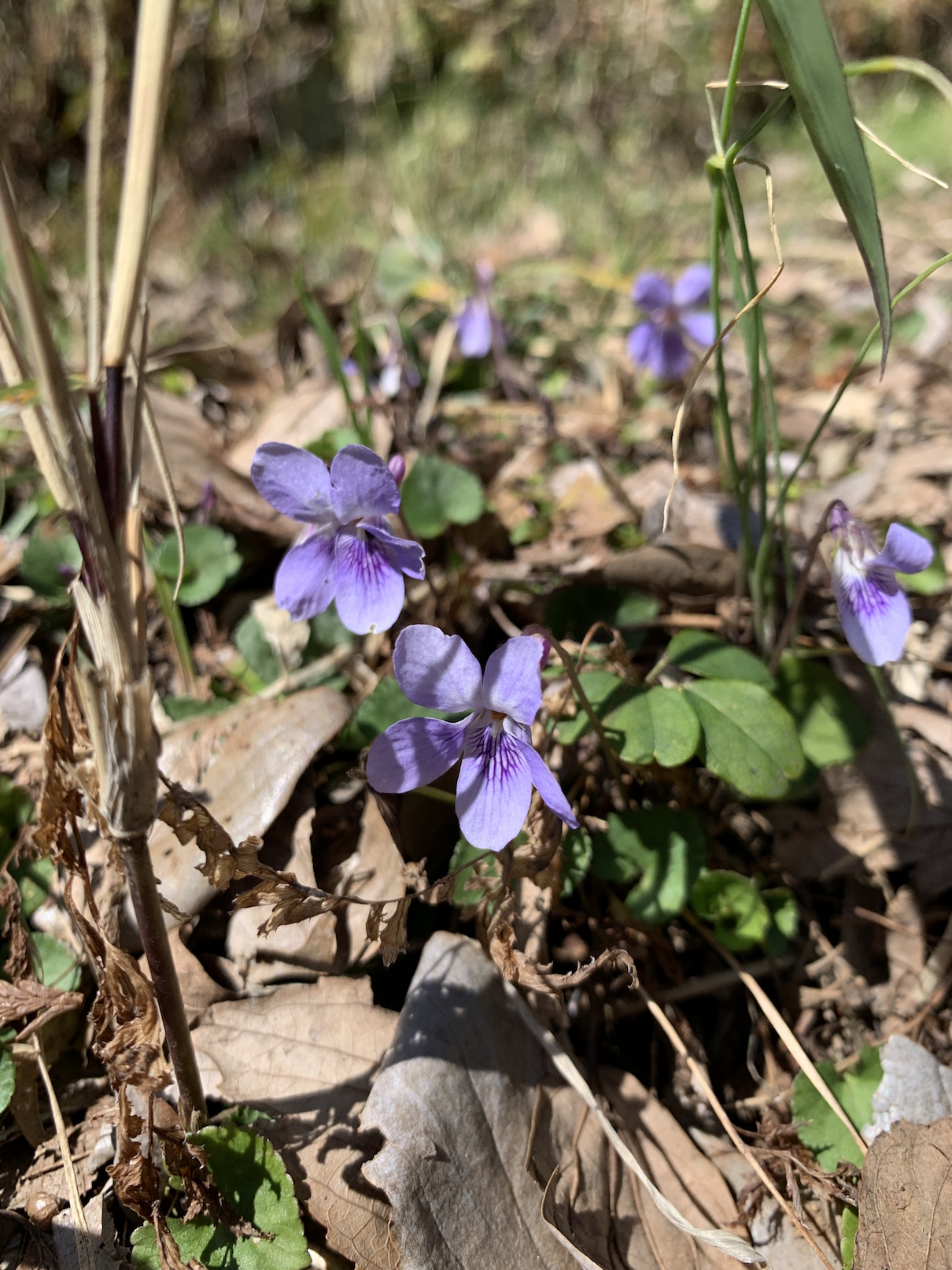 すみれの花咲く頃