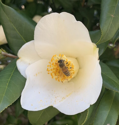 花とみつばち