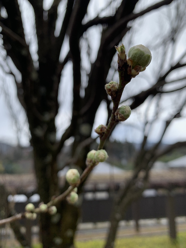 春の雨はやさしいはずなのに