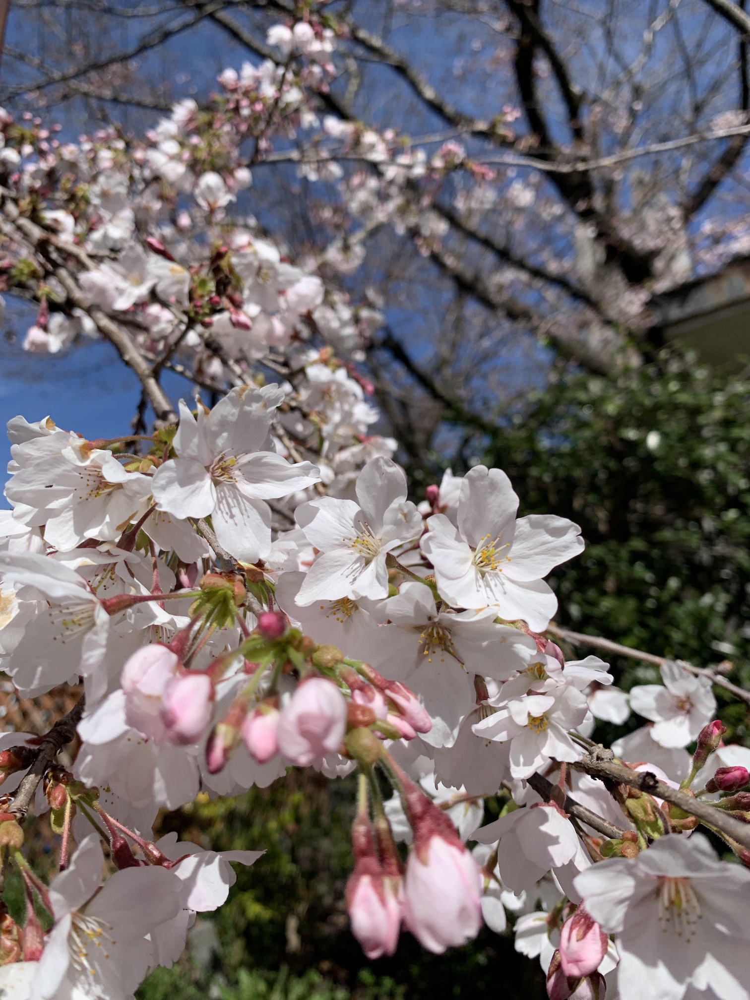 春は来ぬ