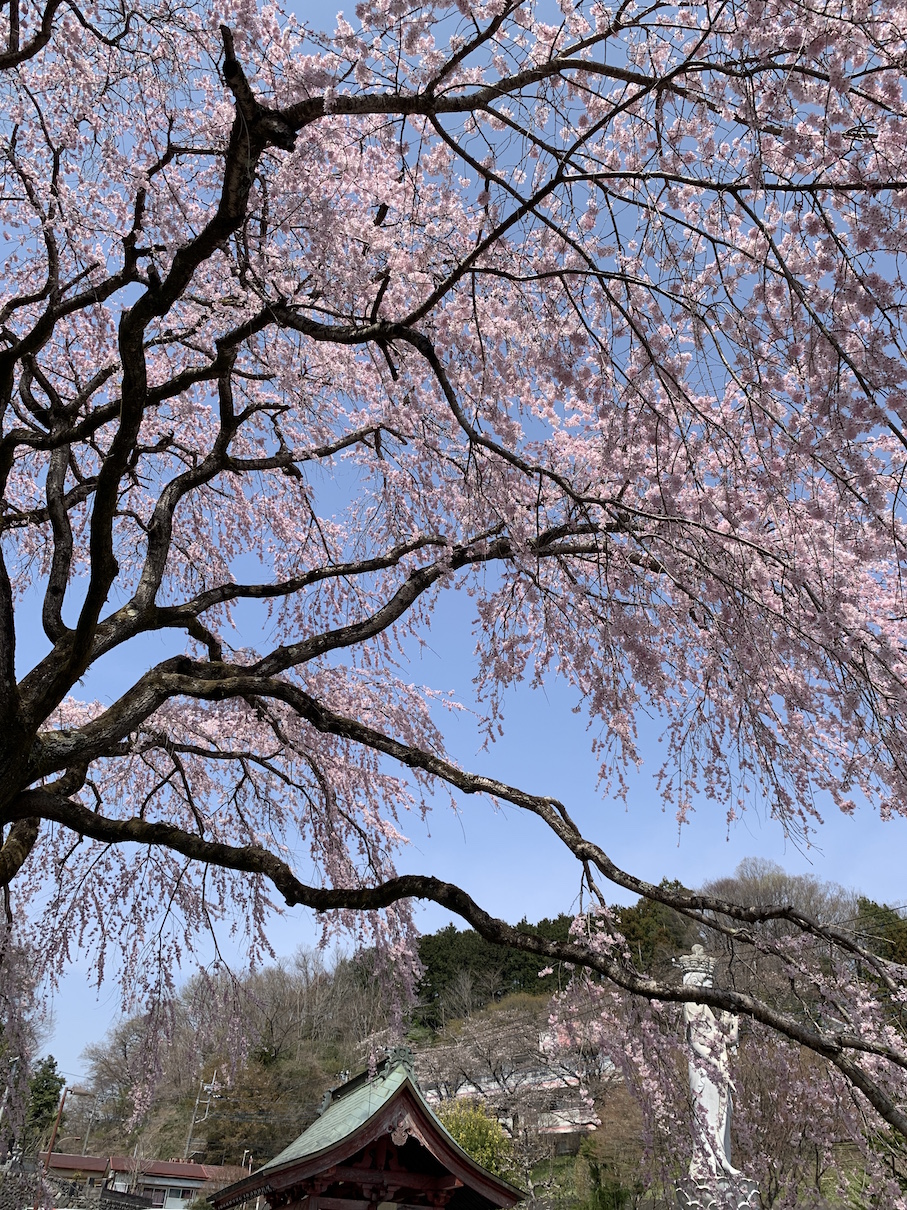 桜の時