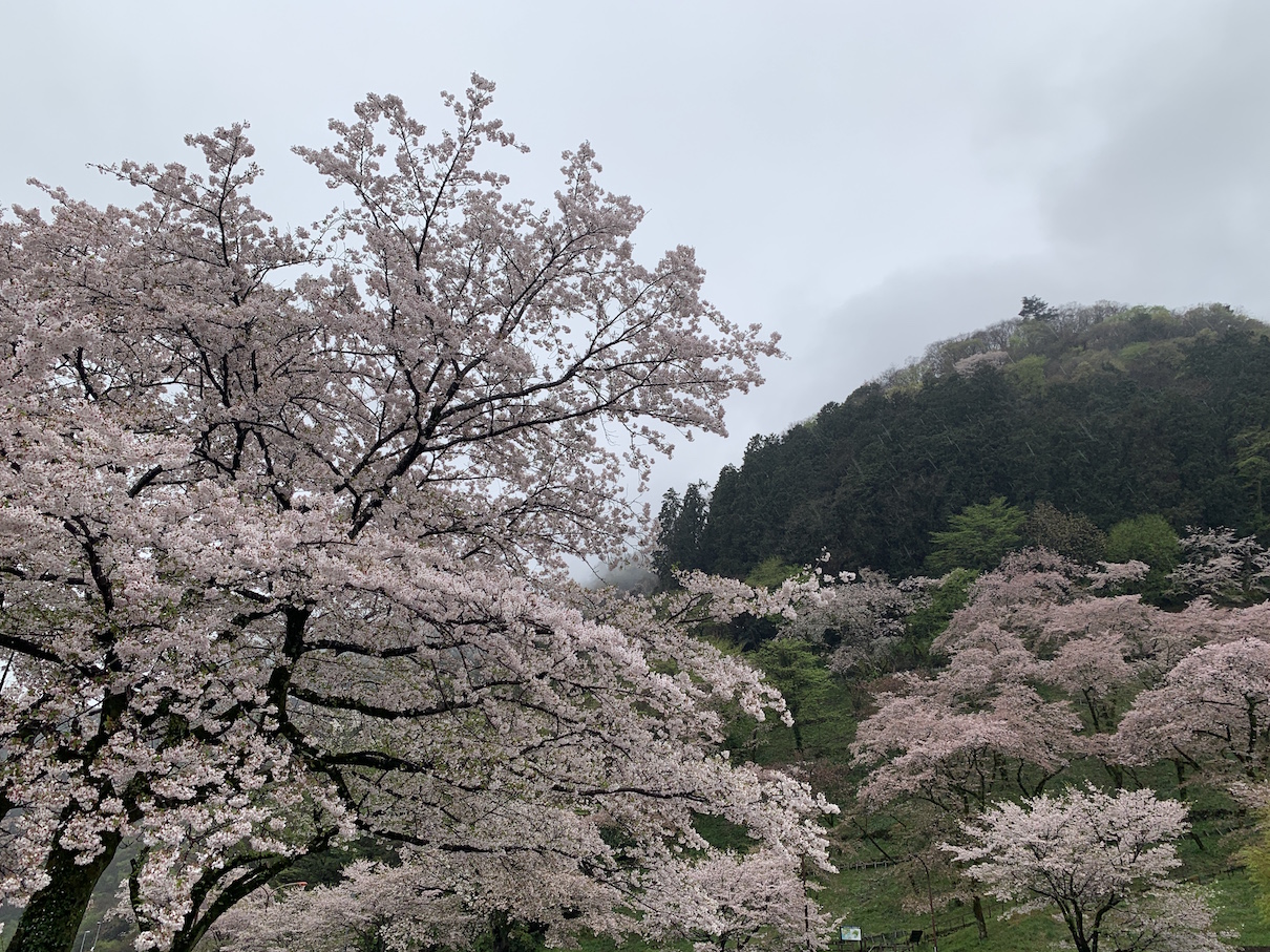 桜流し