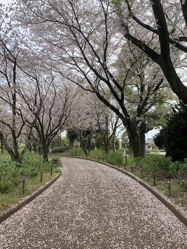 花のいのちはみじかくて