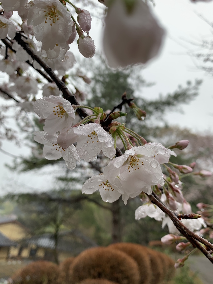 花曇り