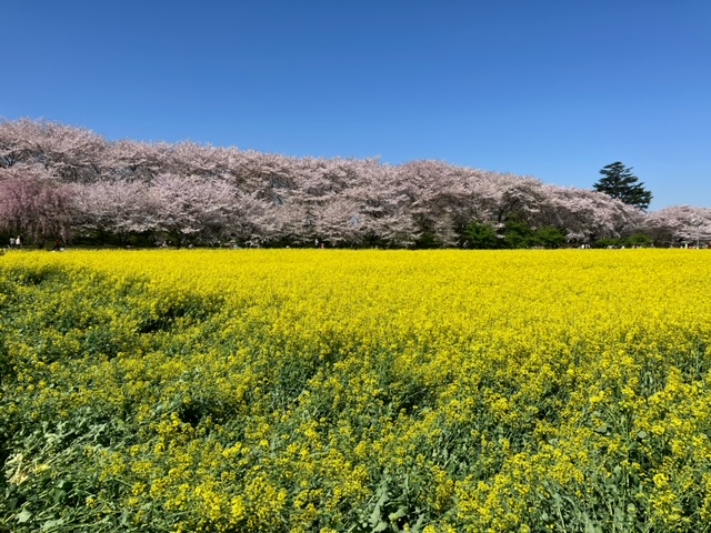 幸手権現堂