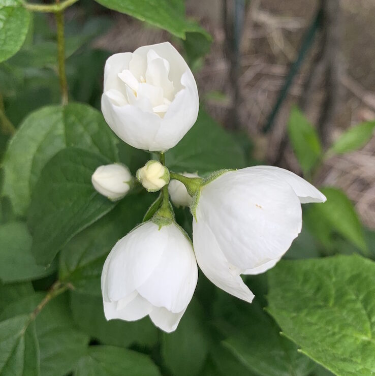 ５月の花