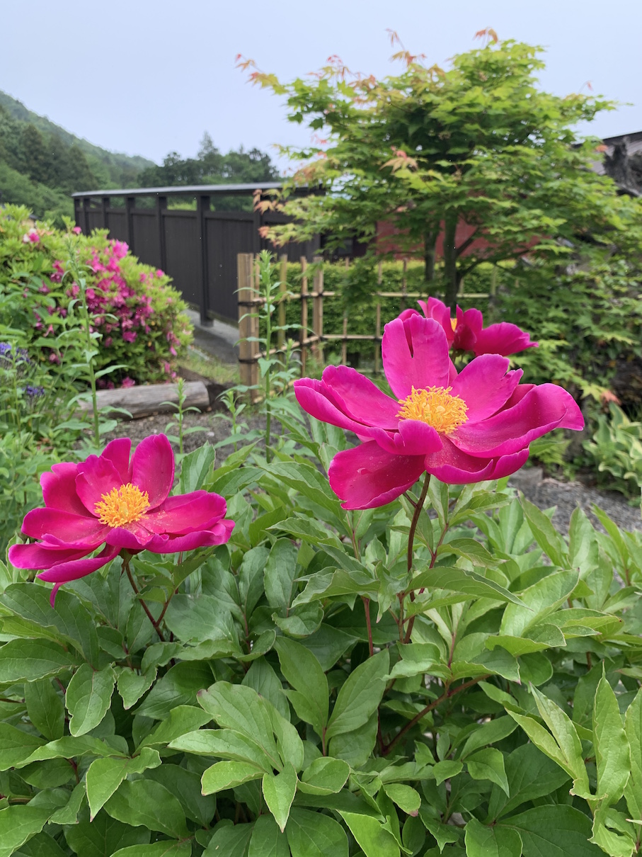 アーリーサマー