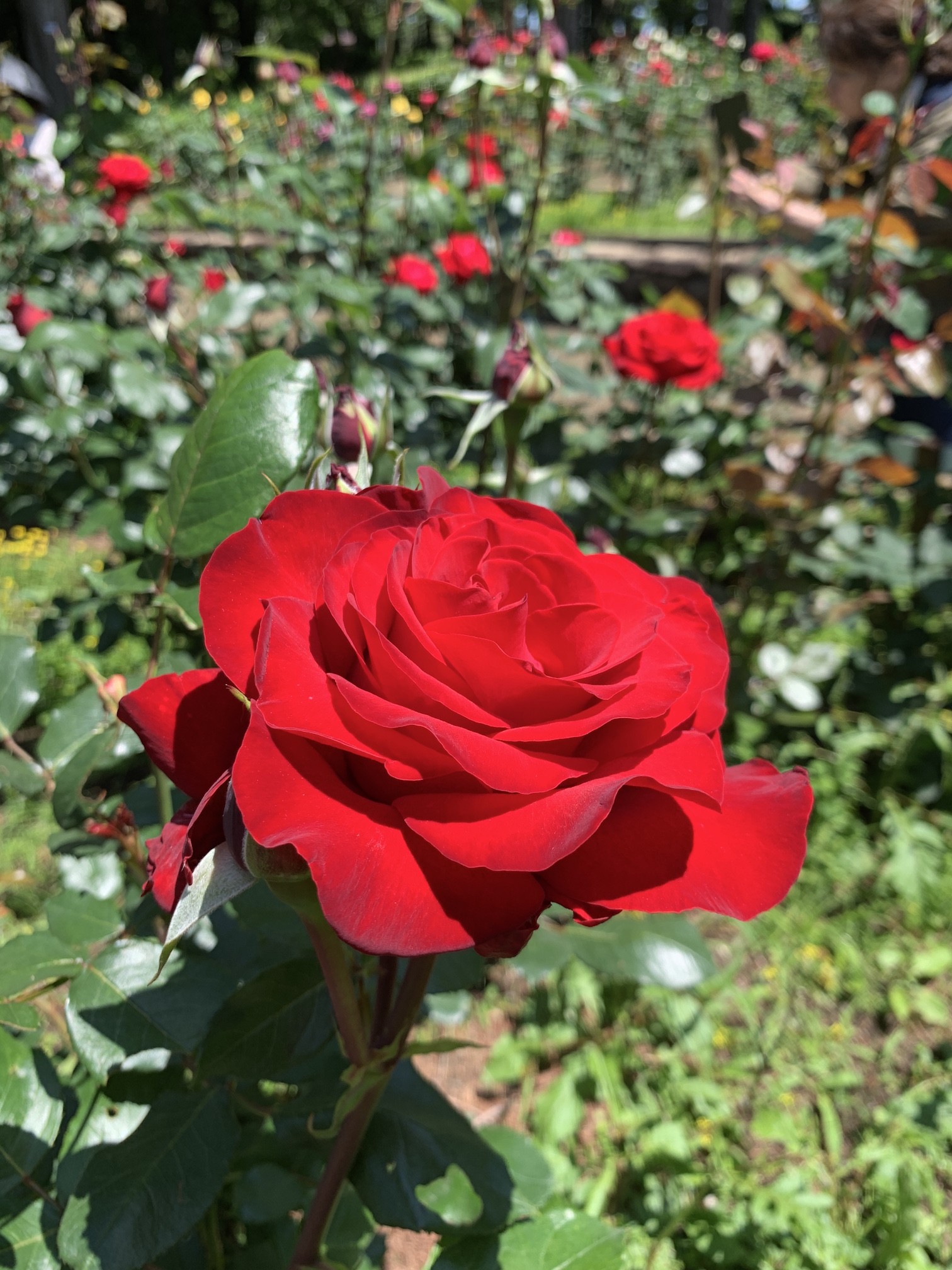 ばらの花