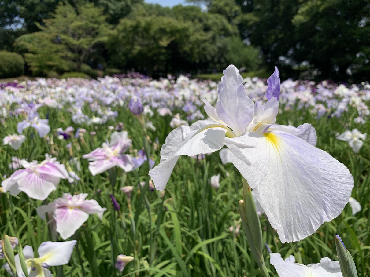 菖蒲日和