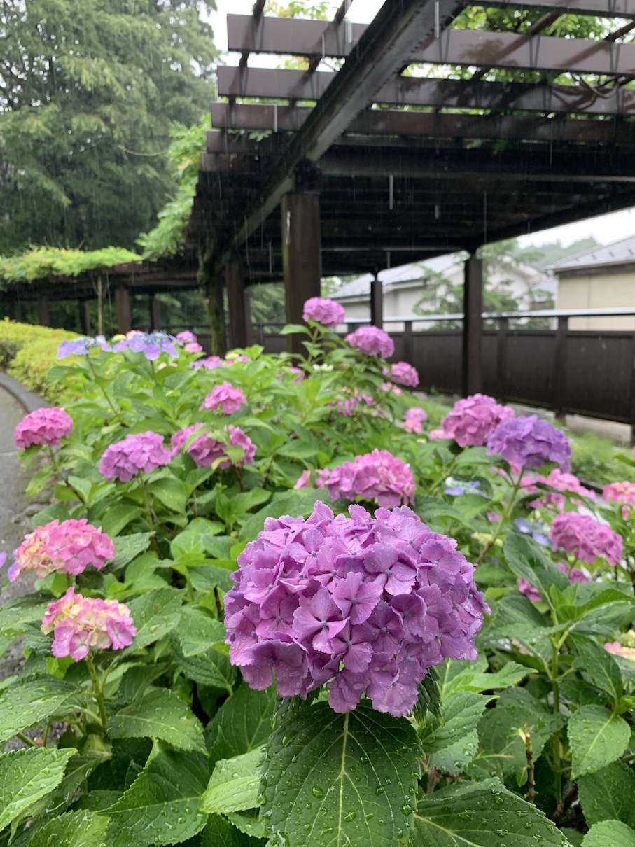 雨の日のあじさい