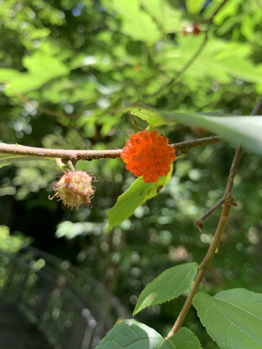 夏の始まる頃