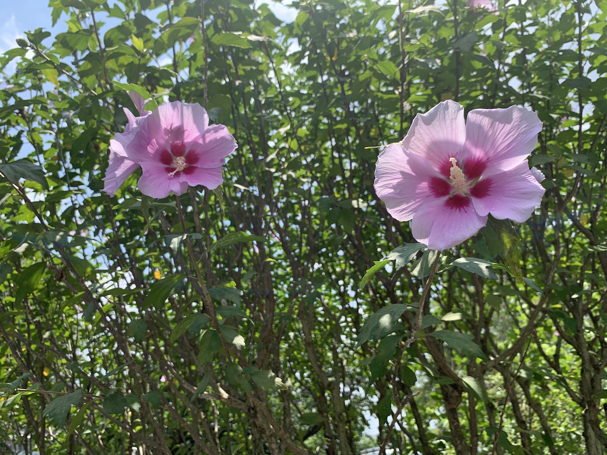 夏活はじめ
