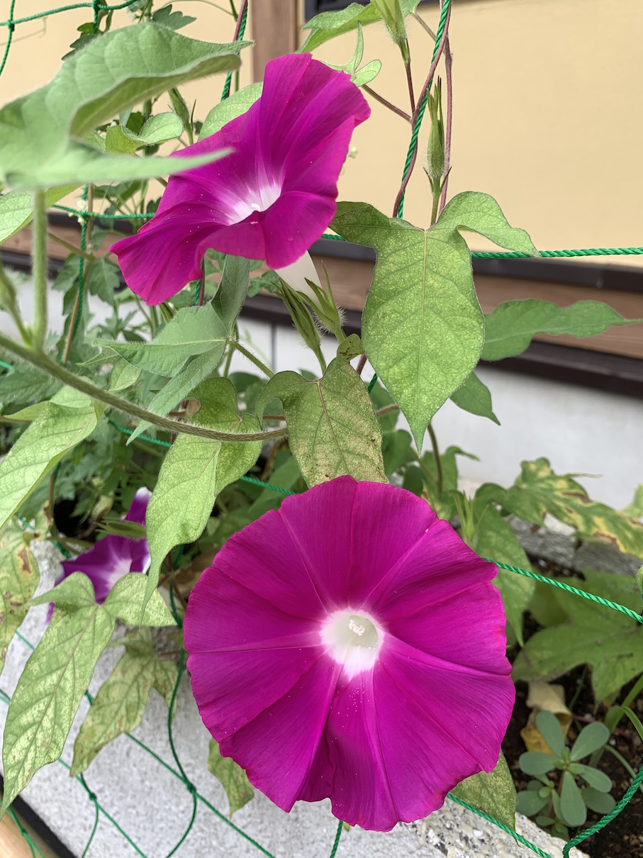 夏きたりなば