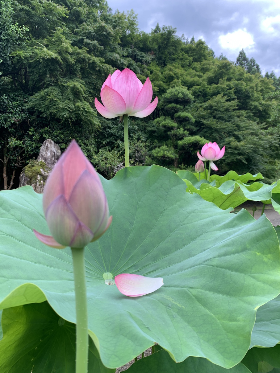 蓮の花