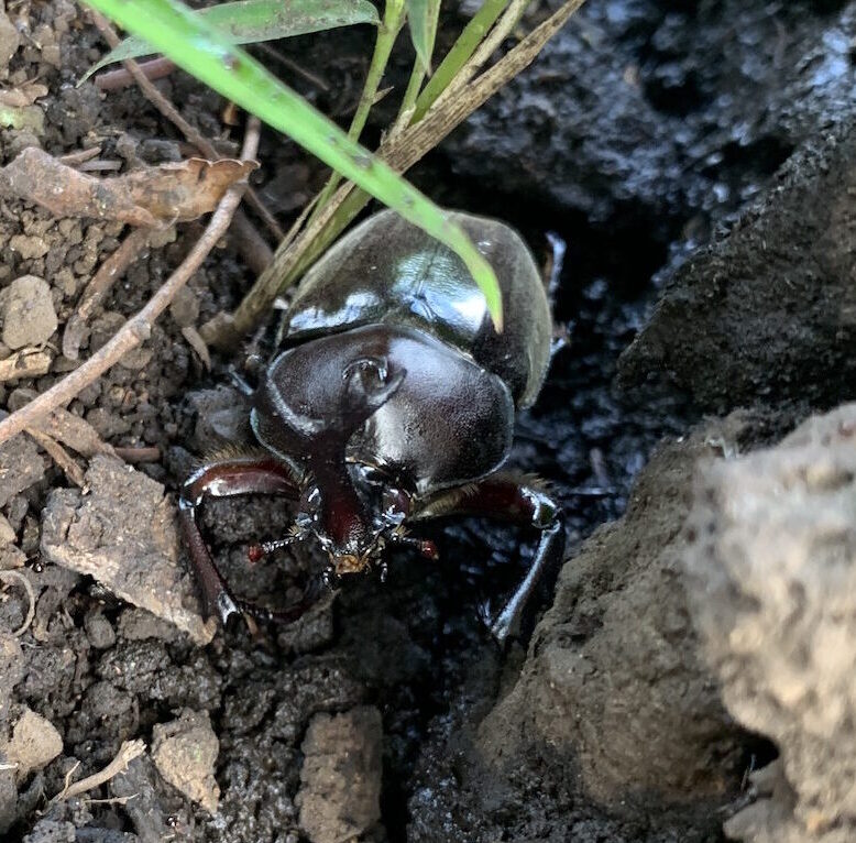 カブトの森