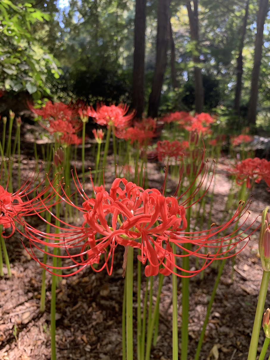 彼岸花速報（相模原北公園）