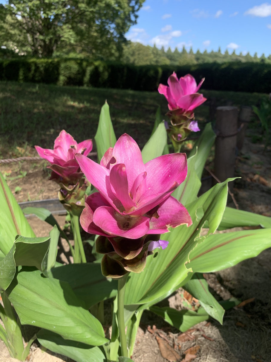 クルクマの花（相模原公園）