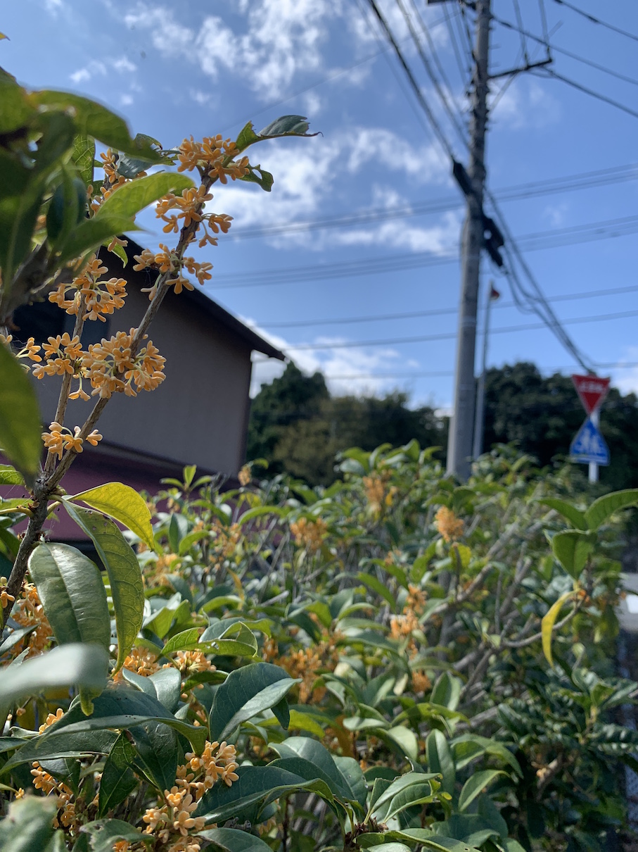 キンモクセイの咲く道を