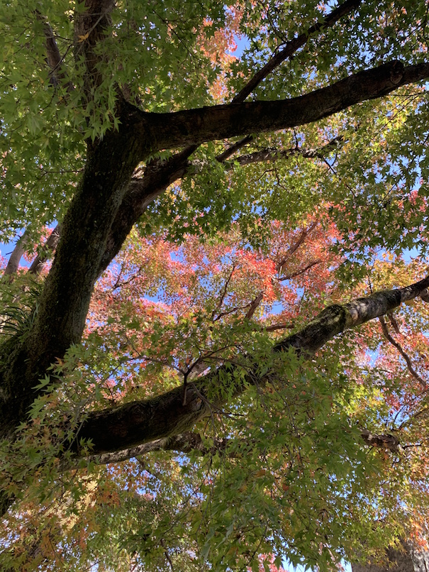 紅葉はじめ