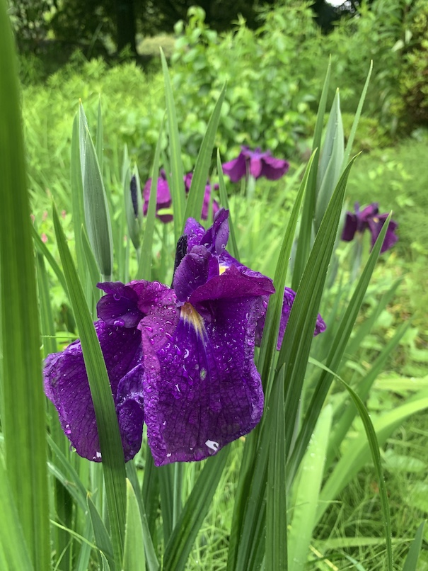 雨の菖蒲園