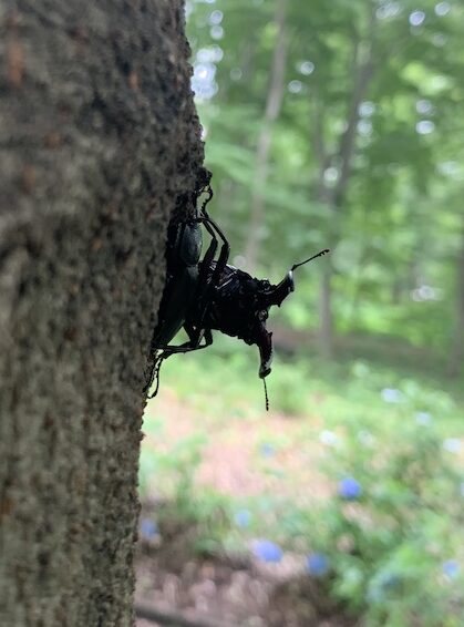 北公園はアナベル盛り